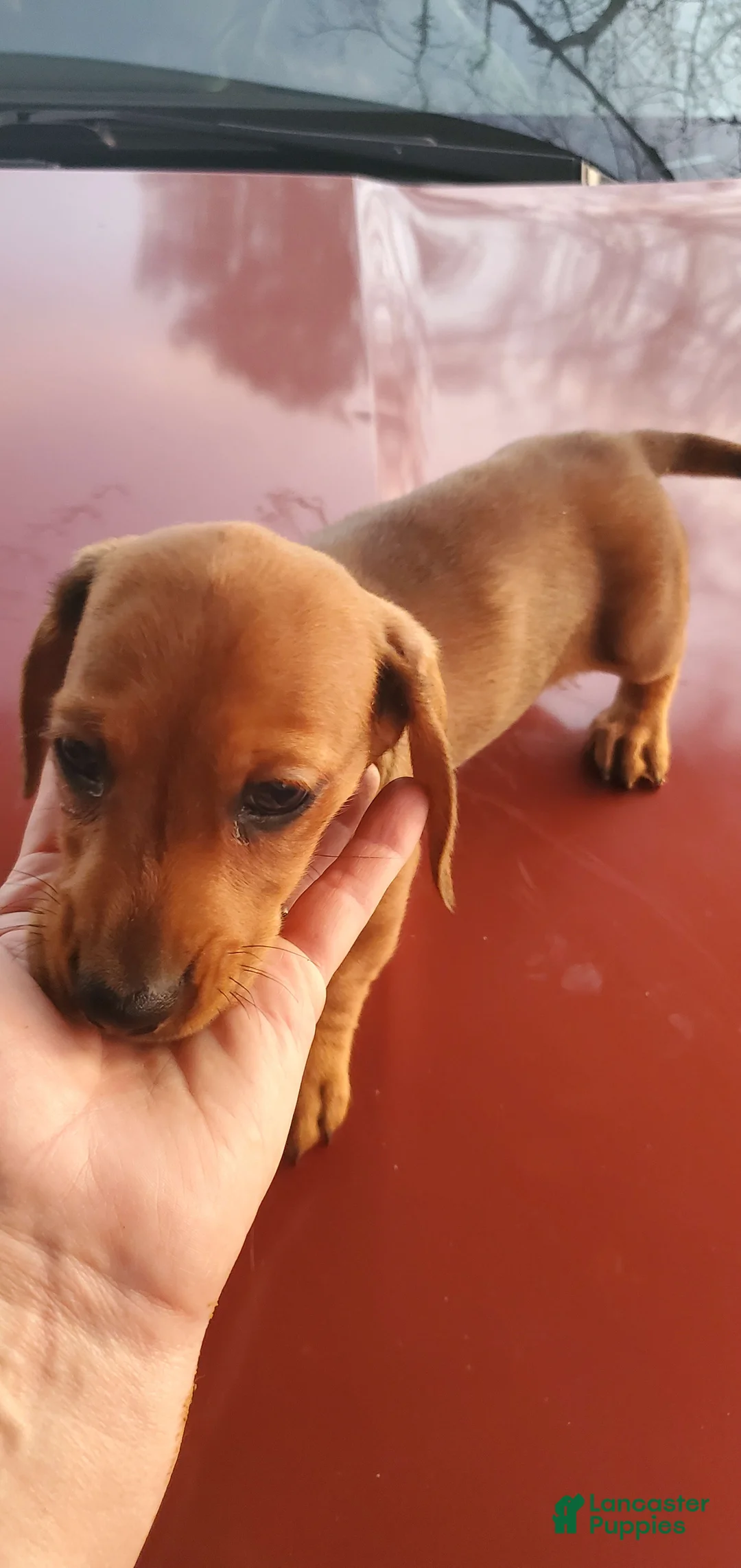 Dachshund dogs for sale: Jolly - Ad 11