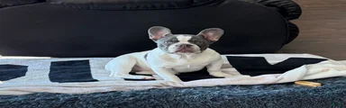 French Bulldog Puppy 7