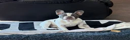 French Bulldog dogs for sale: French Bulldog Puppy 7 - Ad 1