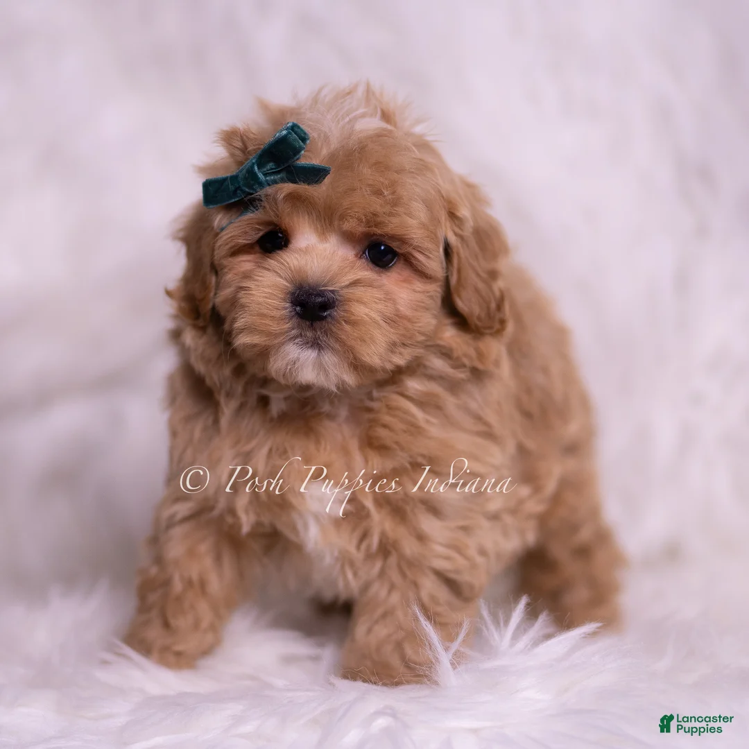 Maltipoo dogs for sale: Deeogee - Ad 1