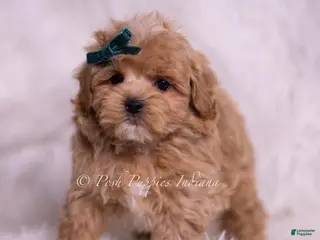 Maltipoo dogs Deeogee - Ad 17