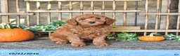Mini Goldendoodle dogs for sale: Benny - Ad 3