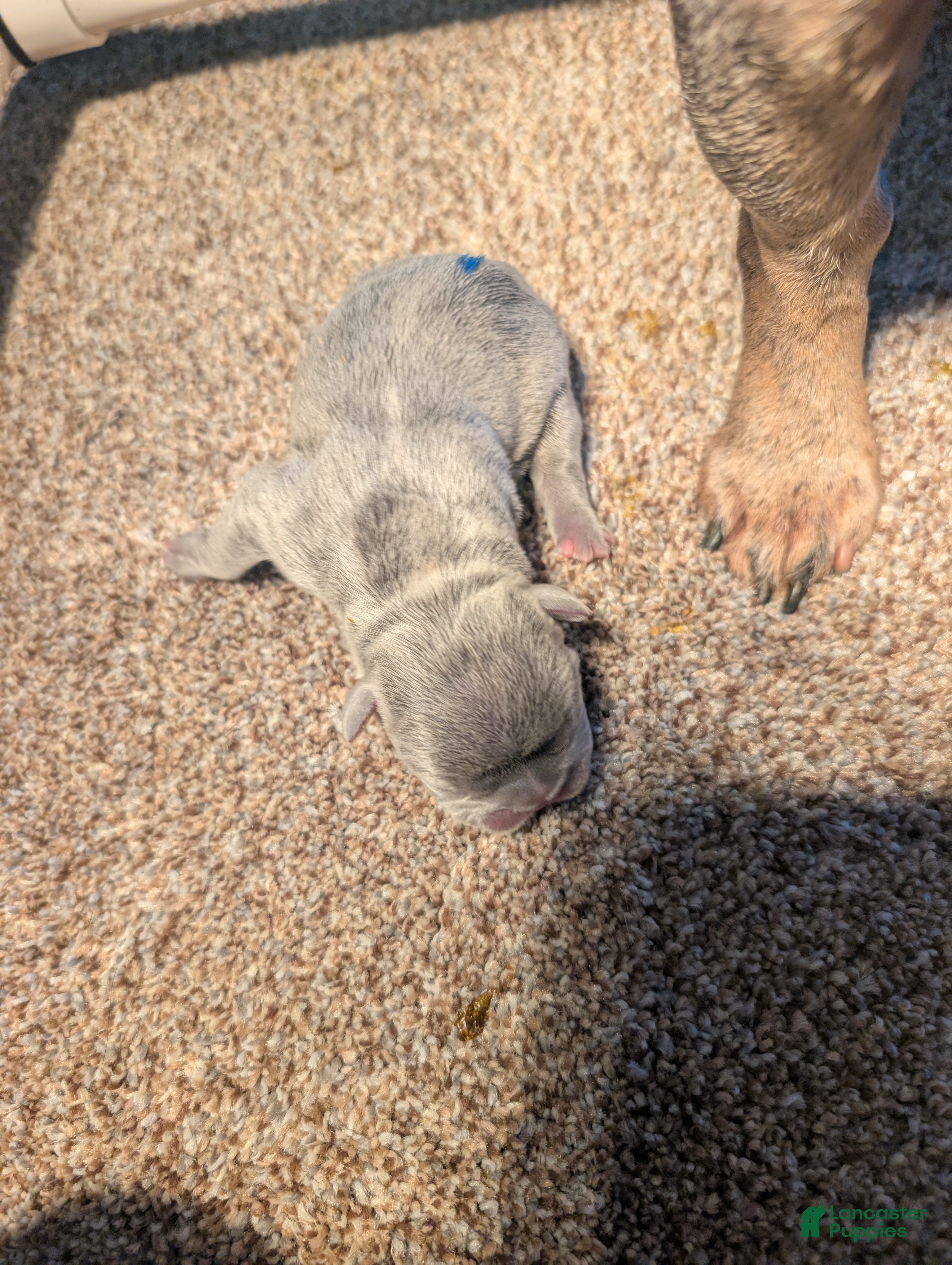 French Bulldog dogs Pancake - Ad 36