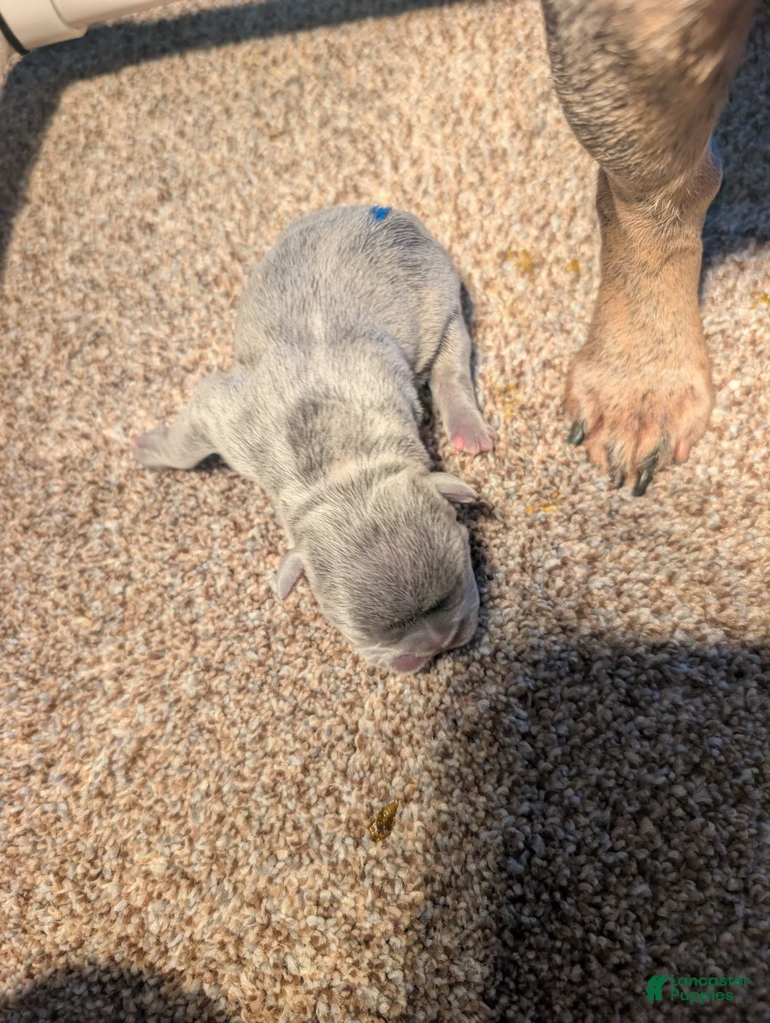 French Bulldog dogs for sale: Pancake - Ad 1