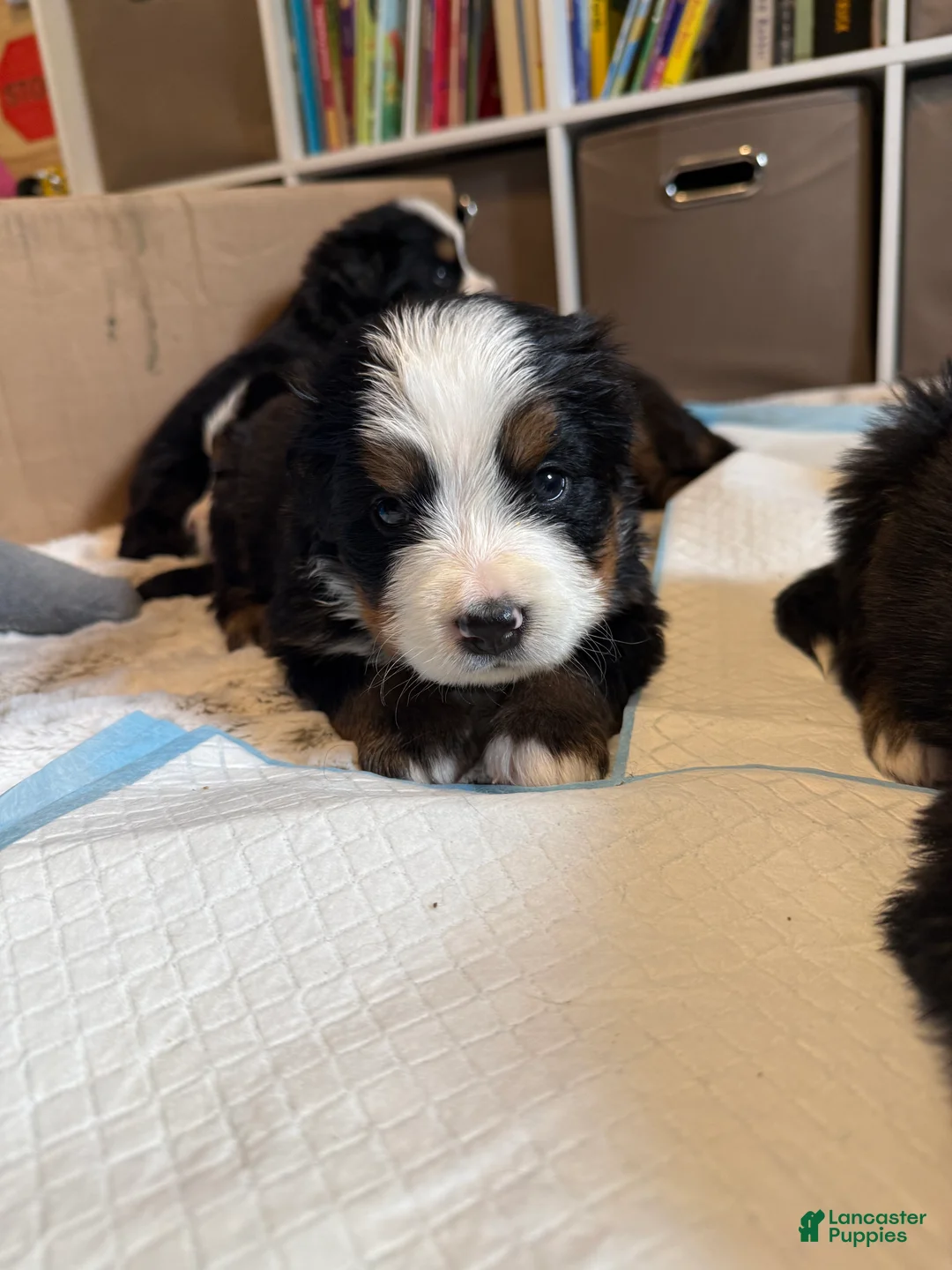 Bernese Mountain Dog dogs for sale: Nigel - Ad 1