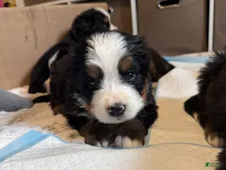 Bernese Mountain Dog dogs Nigel - Ad 18