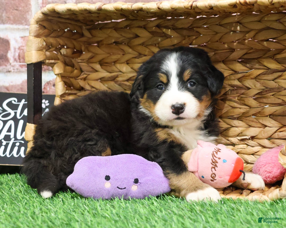 Bernese Mountain Dog dogs for sale: Gingerbread  - Ad 5