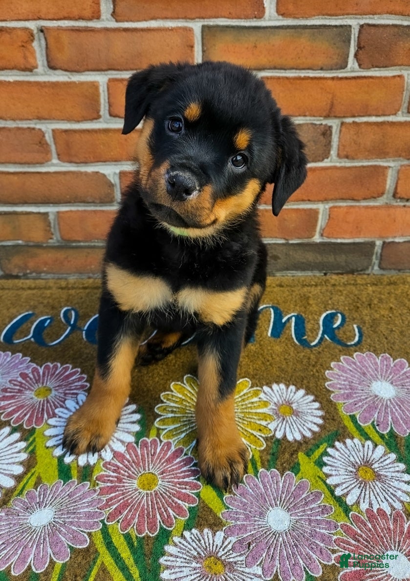 Rottweiler dogs Opal - Ad 2