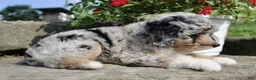 Mini Aussiedoodle dogs for sale: Petunia - Ad 5