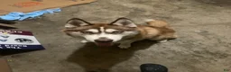 Siberian Husky dogs for sale: Miles Crimson  - Ad 3
