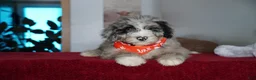 Sheepadoodle dogs for sale: Aspen - Ad 2