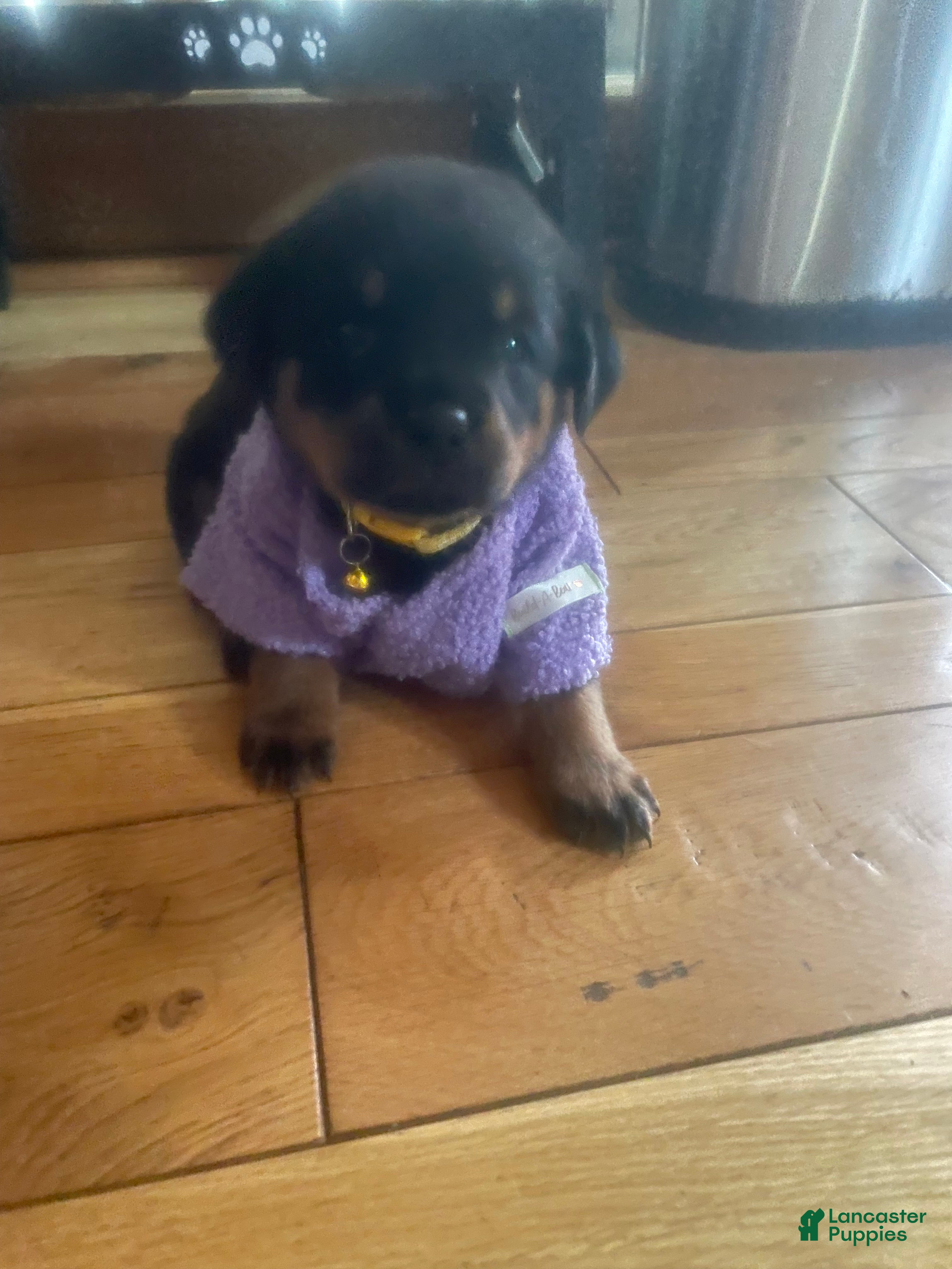 Rottweiler dogs Rottweiler 5 - Ad 1