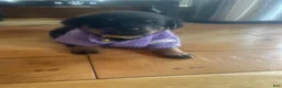 Rottweiler dogs for sale: Rottweiler 5 - Ad 1