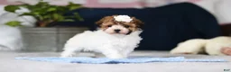 Toy Poodle dogs for sale: Analee - Ad 9