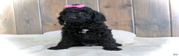 Mini Goldendoodle dogs for sale: Abby - Ad 13