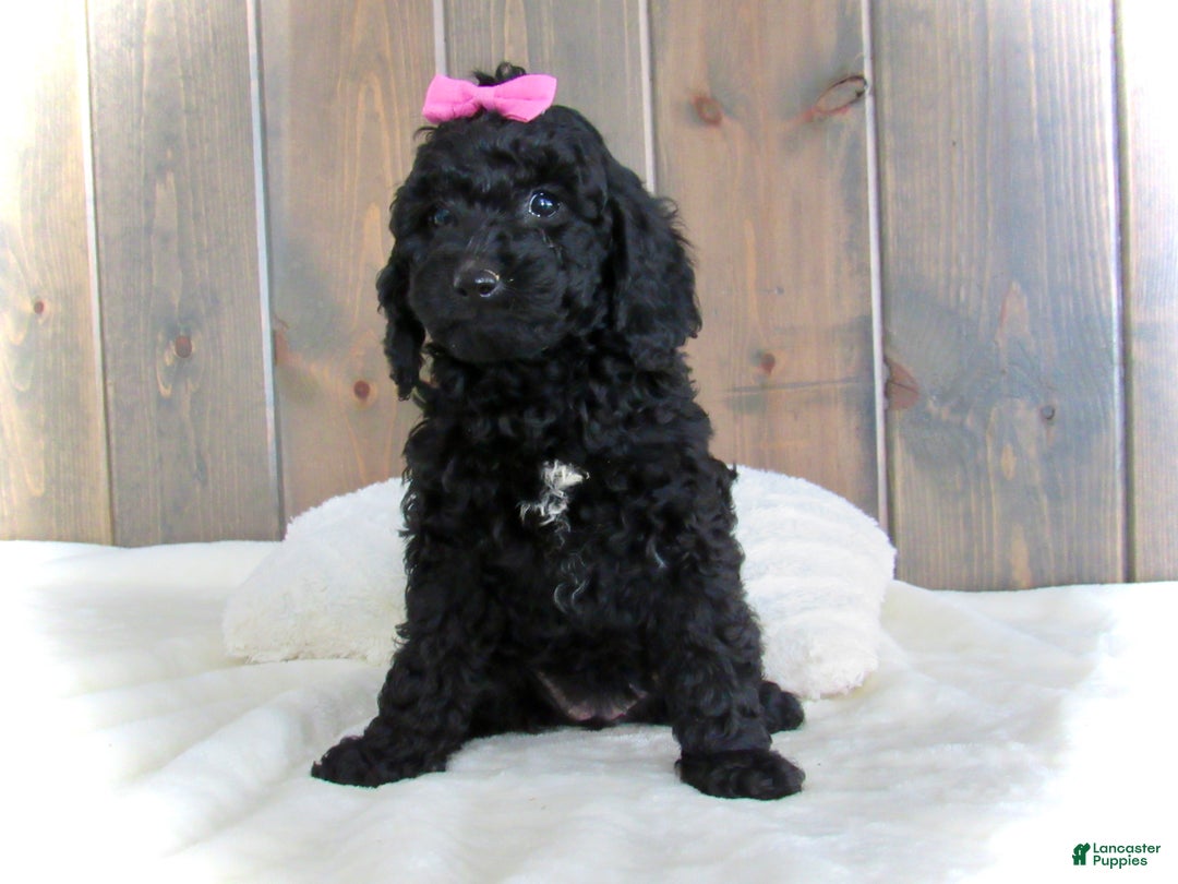 Mini Goldendoodle dogs for sale: Abby - Ad 13
