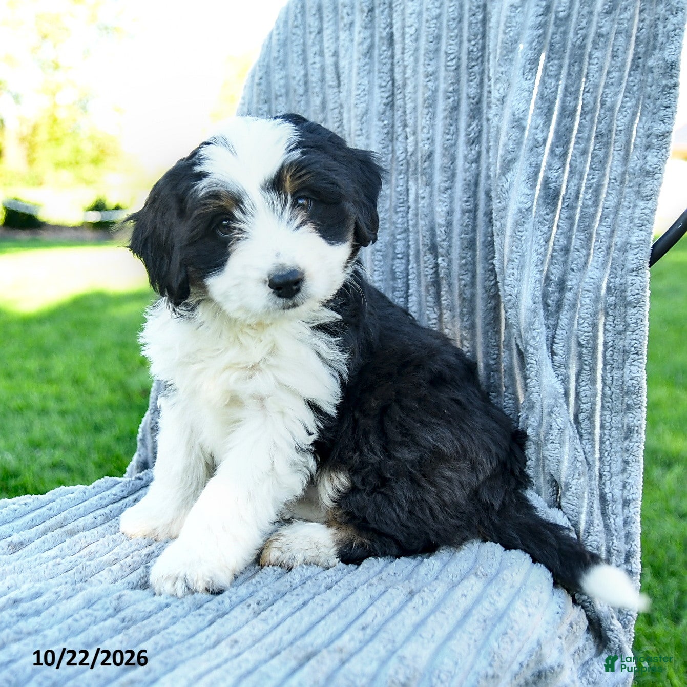 Miniature Australian Shepherd dogs for sale: Molly - Ad 1