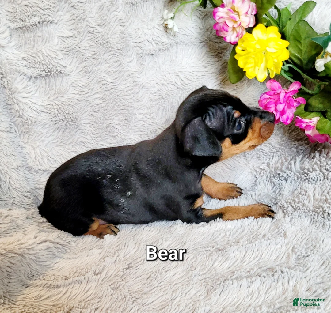 Miniature Pinscher dogs for sale: Bear - Ad 2