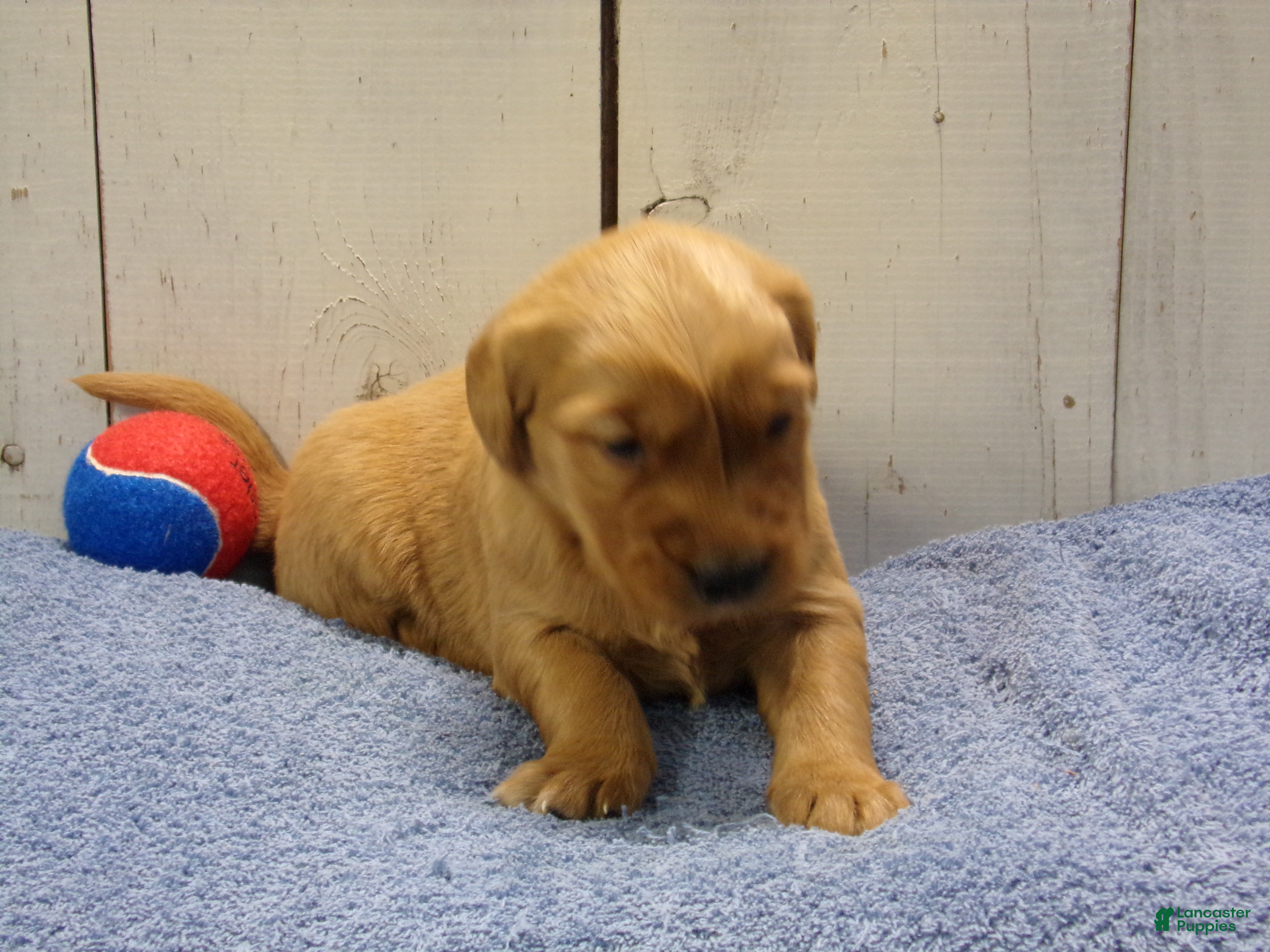 Golden Retriever dogs Barry - Ad 1