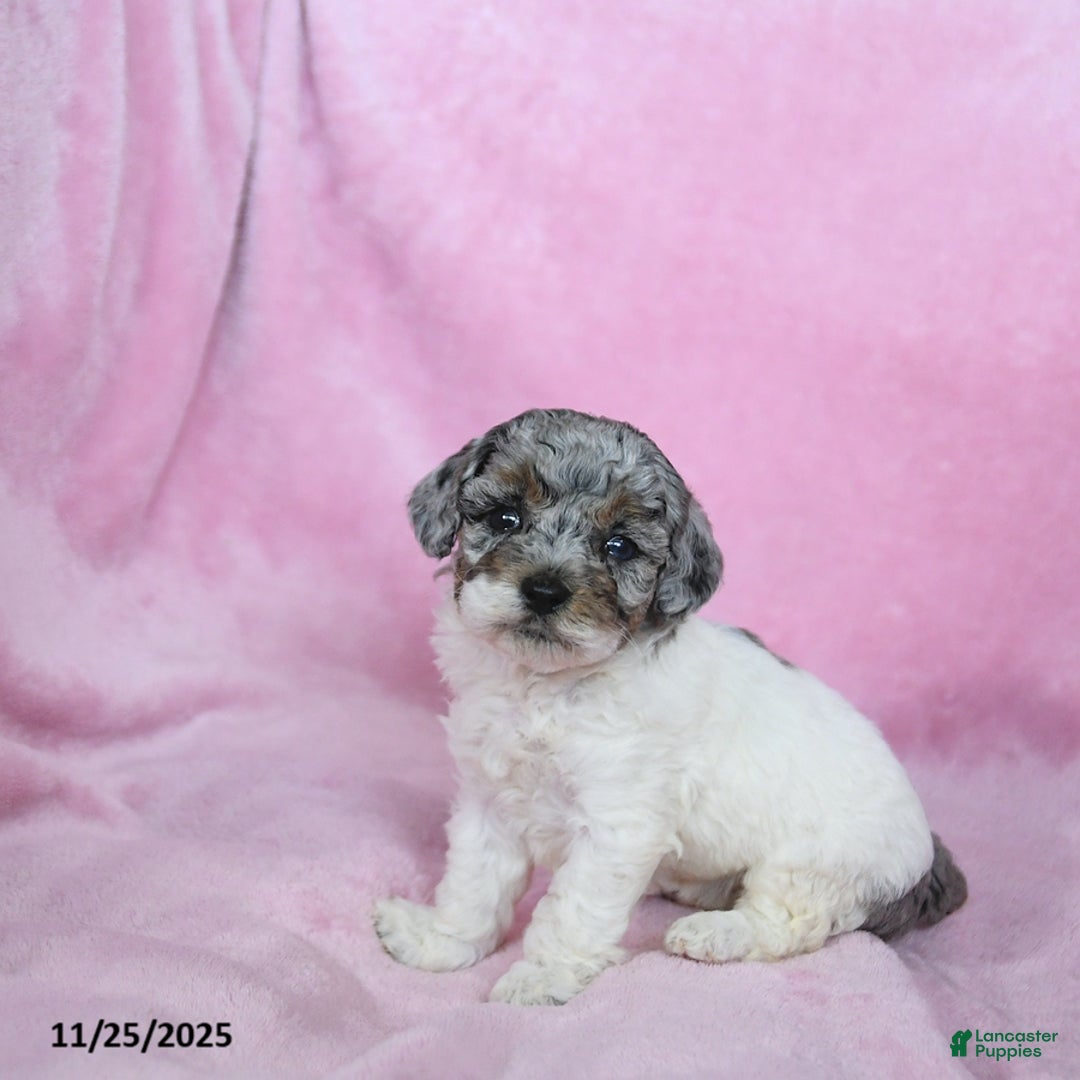 Toy Poodle dogs for sale: Karina - Ad 2