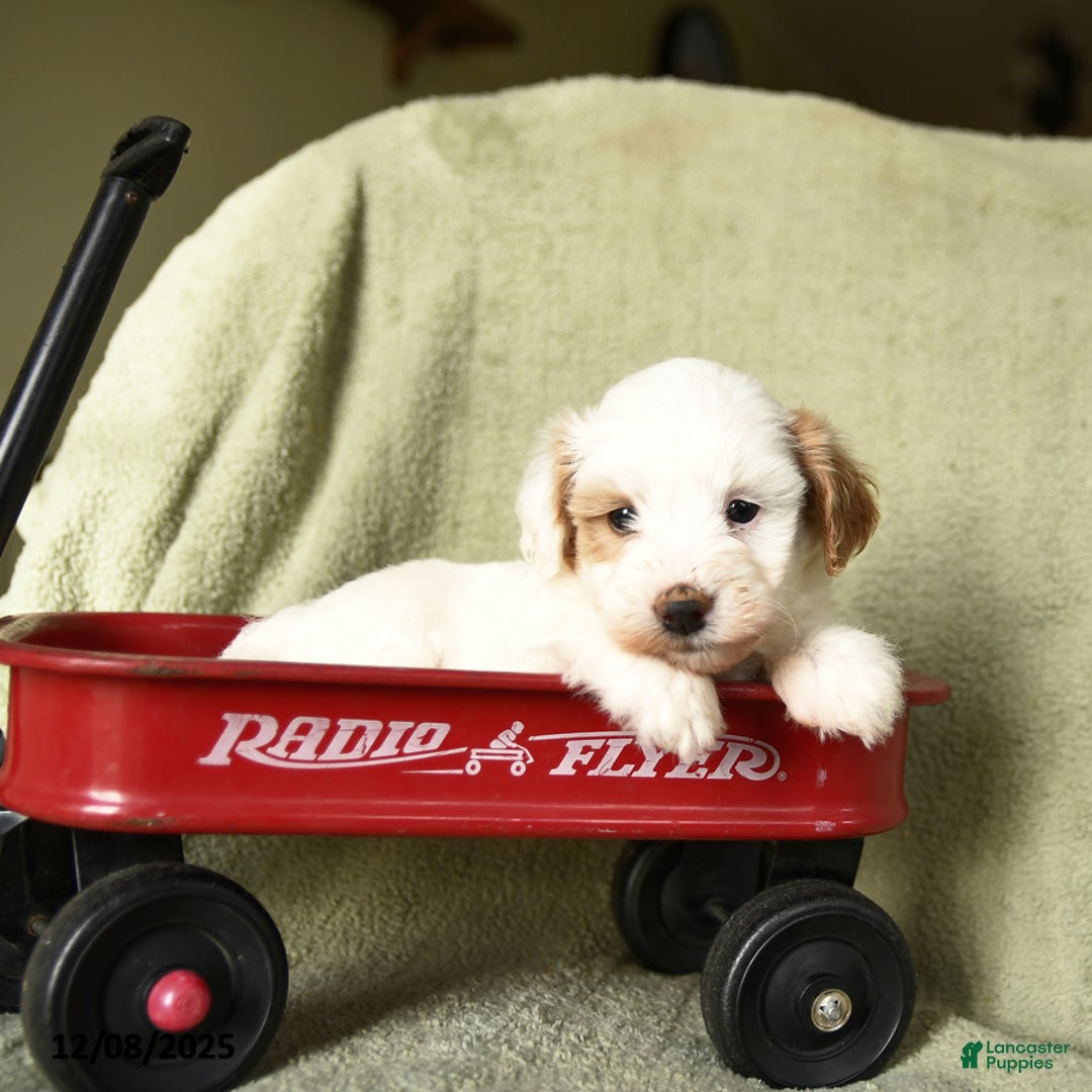 Havapoo dogs for sale: Lancelot - Ad 3