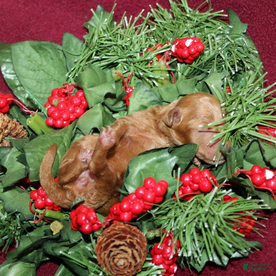 Miniature Poodle dogs for sale: Xprinkles - Ad 3