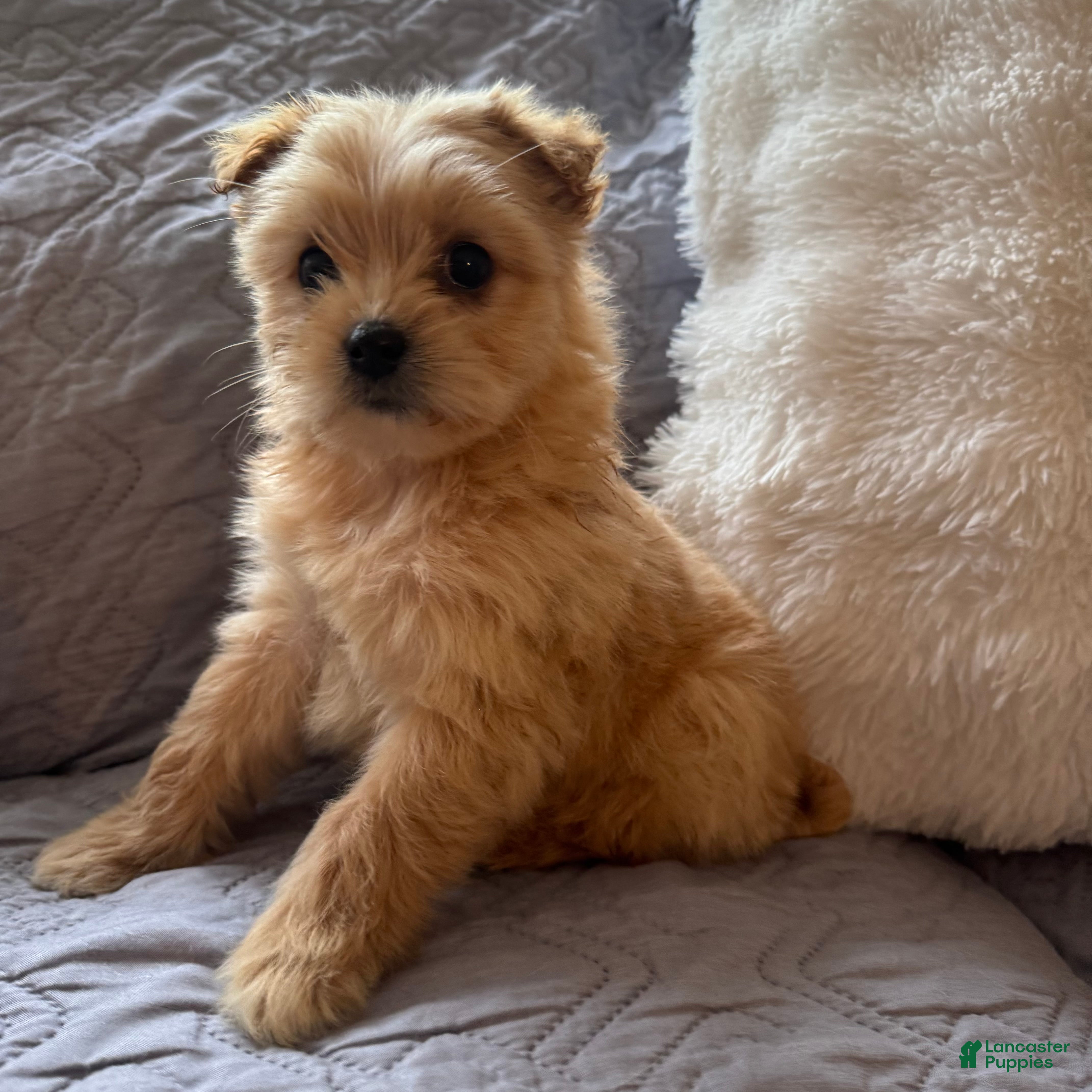 Shorkie dogs Bailey - Ad 9