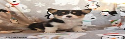 Welsh Corgi Pembroke dogs for sale: Georgia - Ad 2