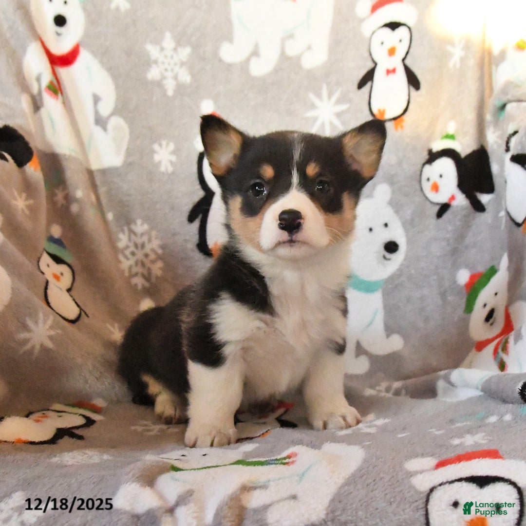 Welsh Corgi Pembroke dogs for sale: Georgia - Ad 2