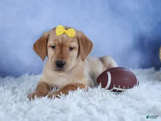 Labrador Retriever dogs for sale: DUNKIN - Ad 4