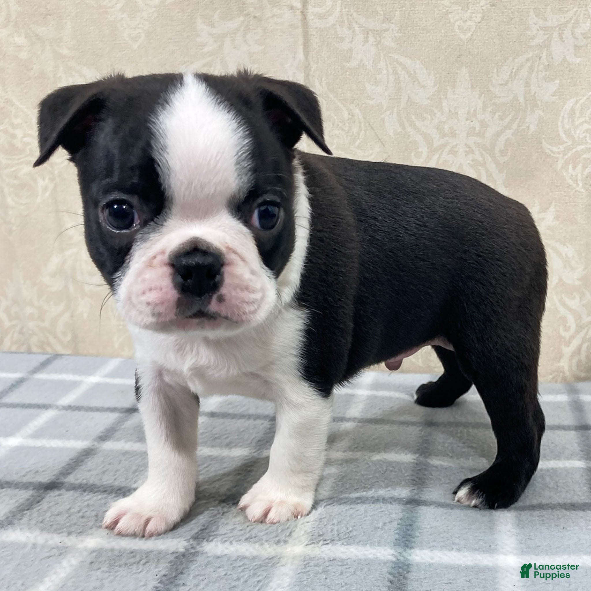 Boston Terrier dogs Tyler Boston Terrier Puppy  - Ad 16