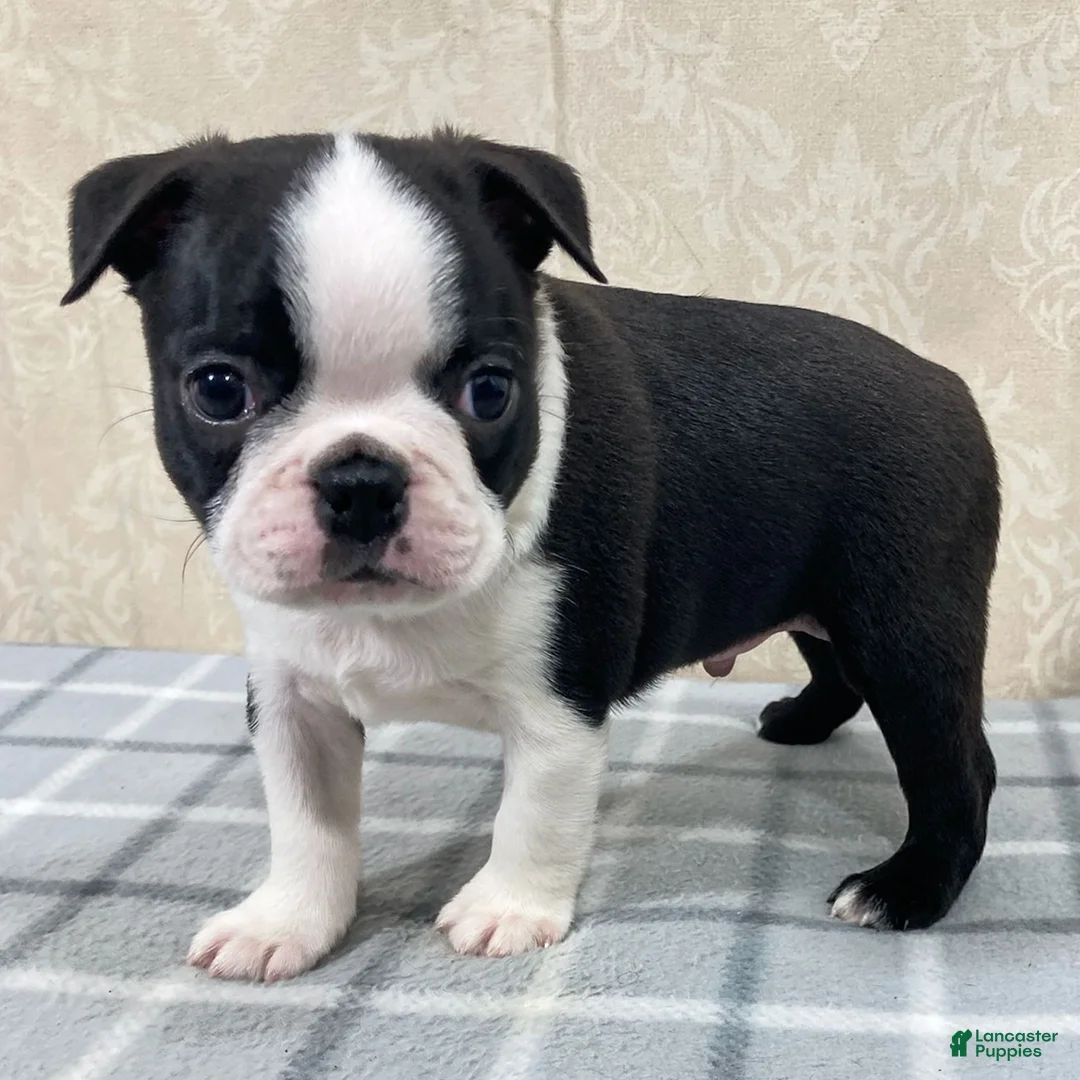 Boston Terrier dogs for sale: Tyler Boston Terrier Puppy  - Ad 1