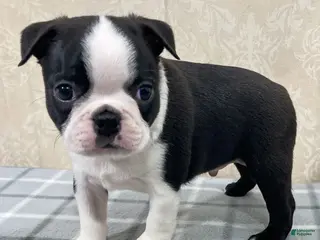 Boston Terrier dogs Tyler Boston Terrier Puppy - Ad 16