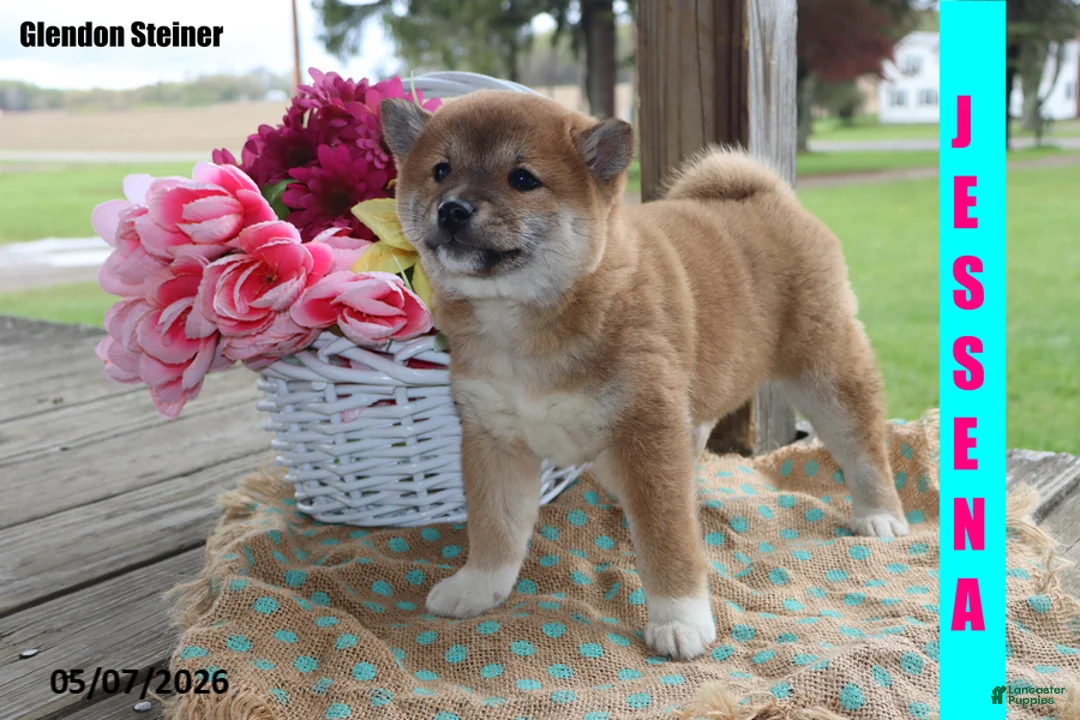 Shiba Inu dogs for sale: Jessena - Ad 1