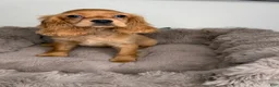Cocker Spaniel dogs for sale: Honey  - Ad 8