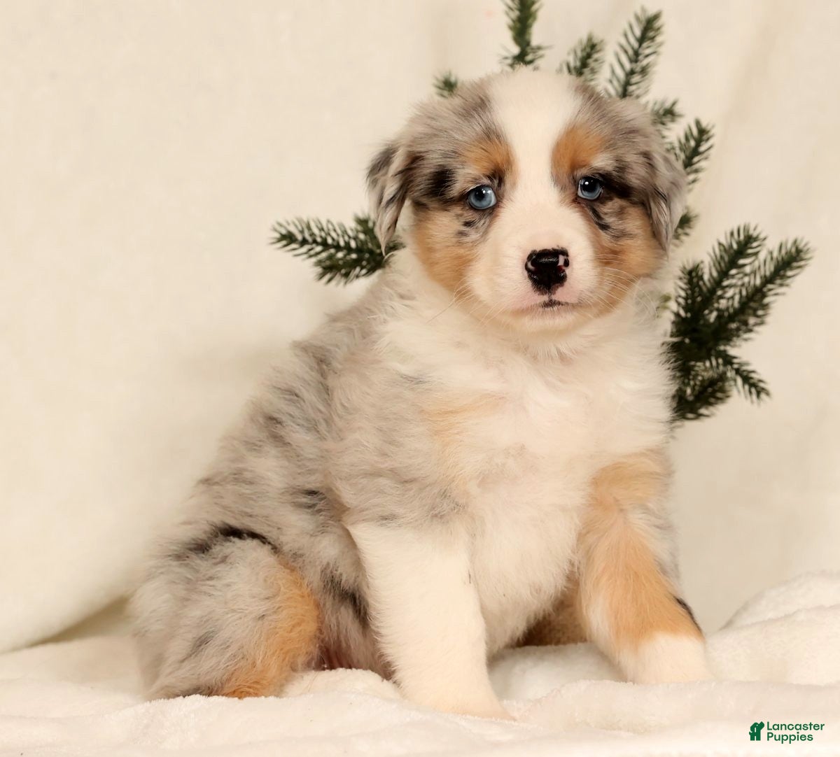 Miniature Australian Shepherd dogs Tanner - Ad 18