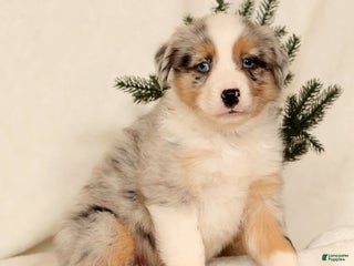 Miniature Australian Shepherd dogs Tanner - Ad 18