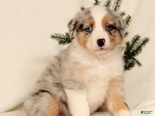 Miniature Australian Shepherd dogs Tanner - Ad 42