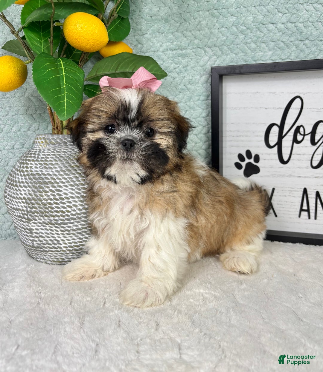 Shih Tzu dogs for sale: Sarah  - Ad 3