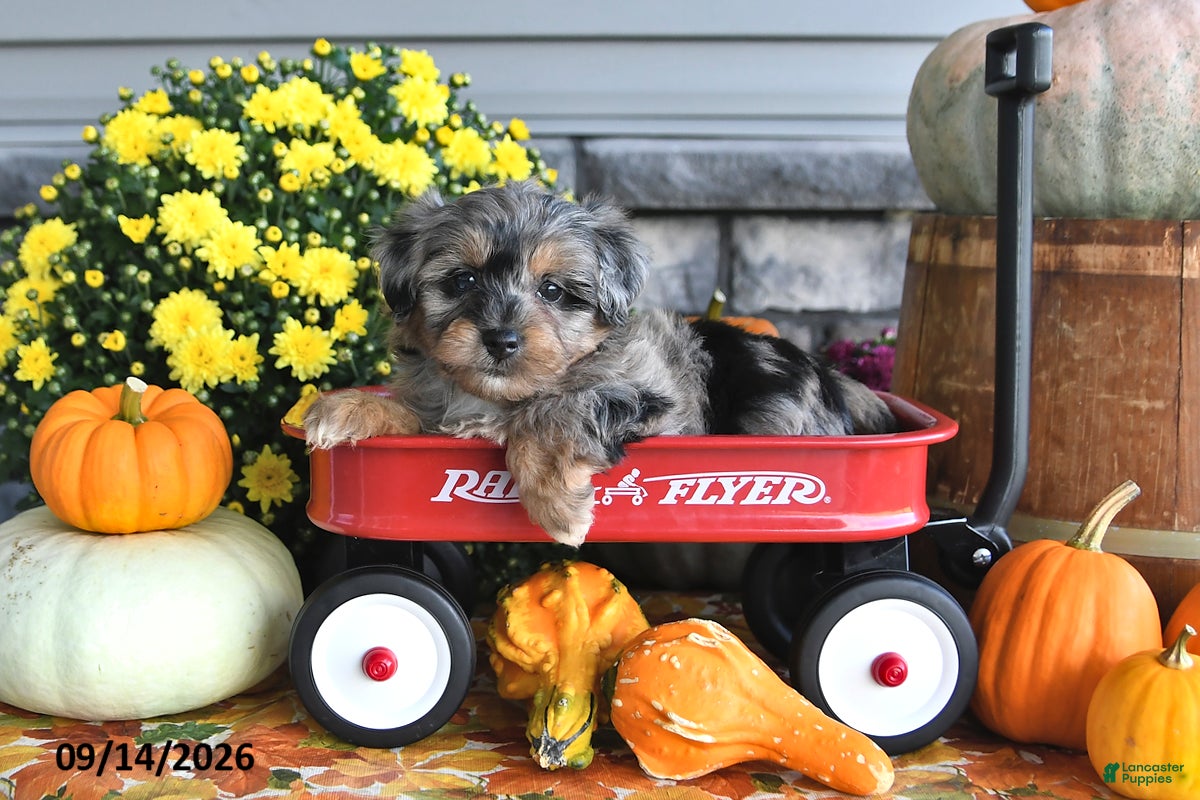 Yorkiepoo dogs Autumn - Ad 2