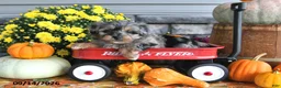 Yorkiepoo dogs for sale: Autumn - Ad 2