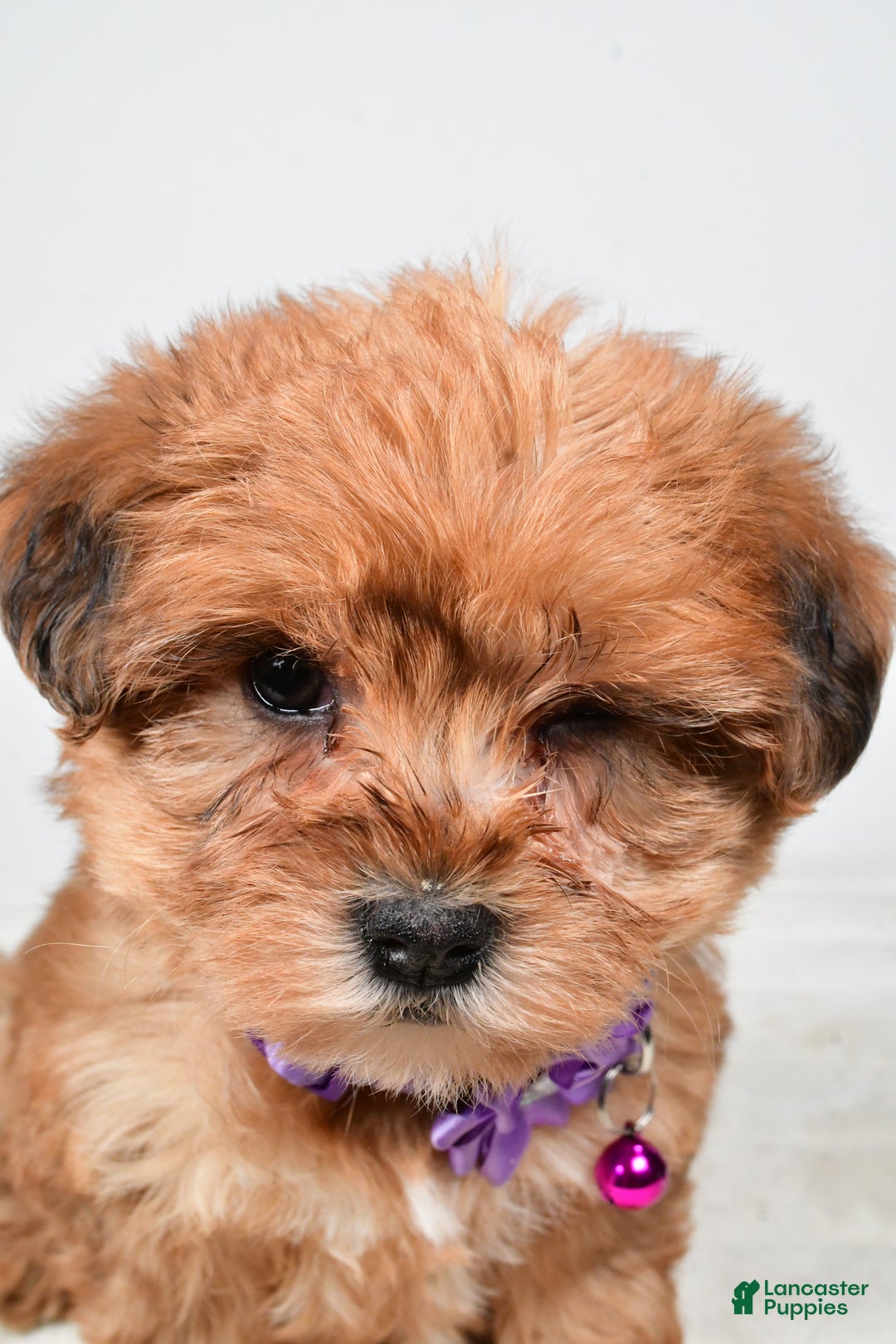 Yorkiepoo dogs for sale: Tillie - Ad 6