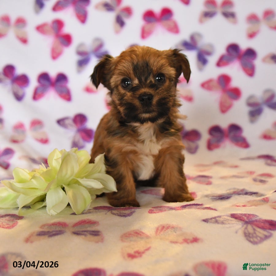 Yorkshire Terrier dogs Willow - Ad 1