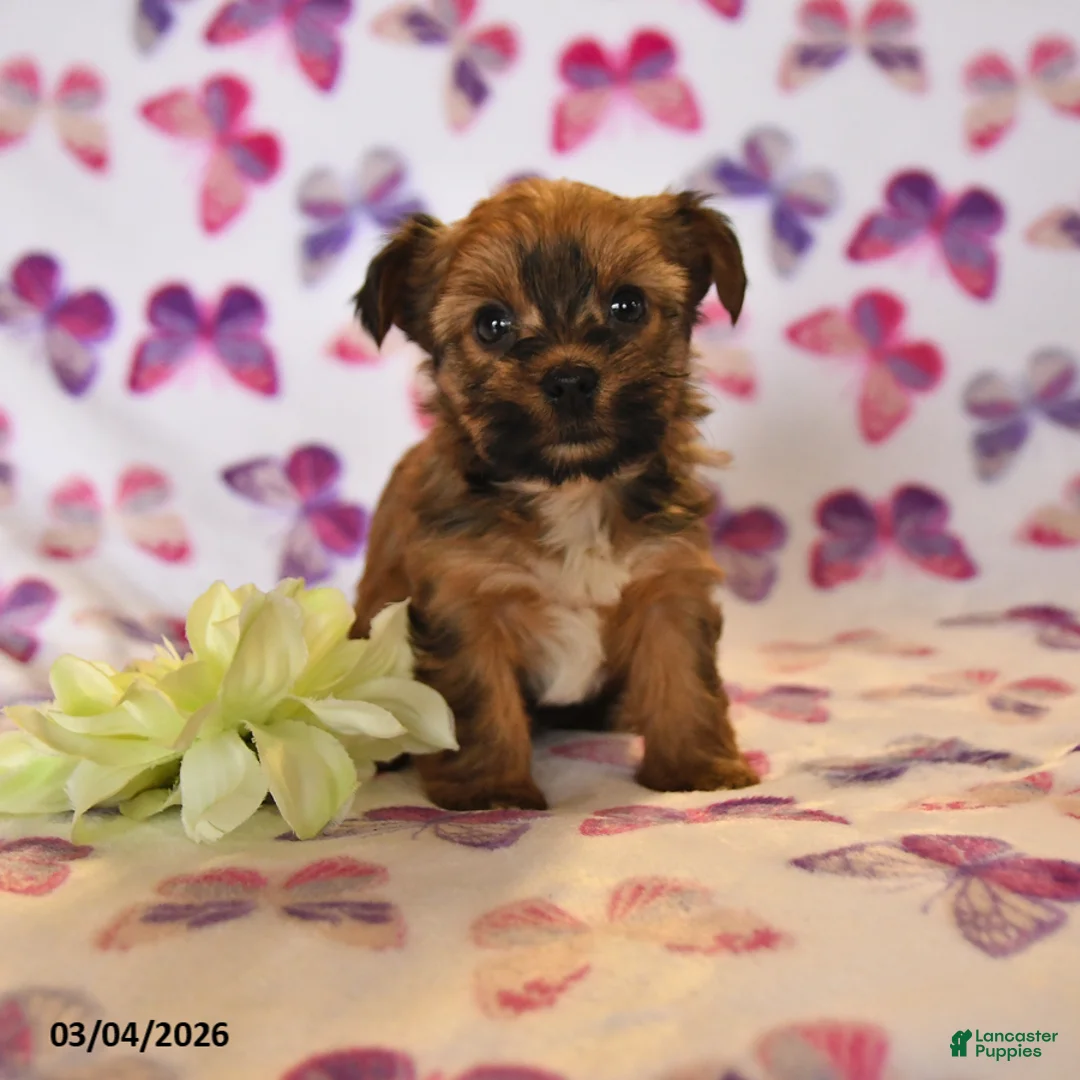 Yorkshire Terrier dogs for sale: Willow - Ad 1
