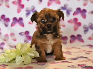 Yorkshire Terrier dogs for sale: Willow - Ad 4