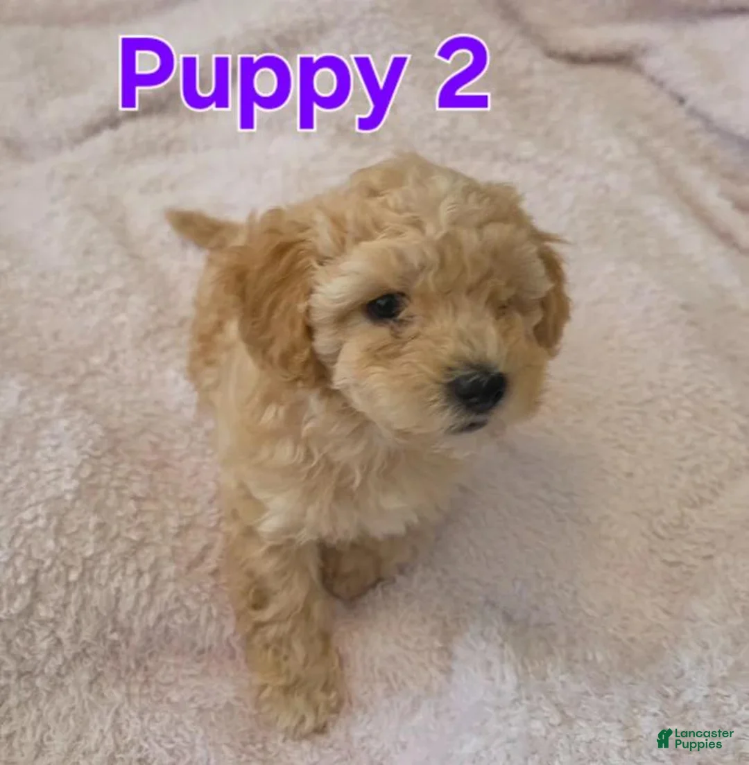 Maltipoo dogs for sale: Dalia - Ad 11