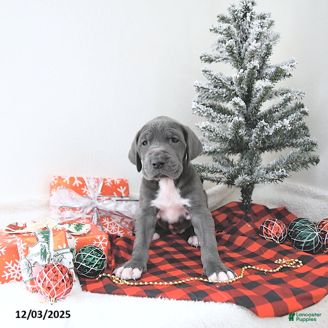 Great Dane dogs for sale: Izzy - Ad 4