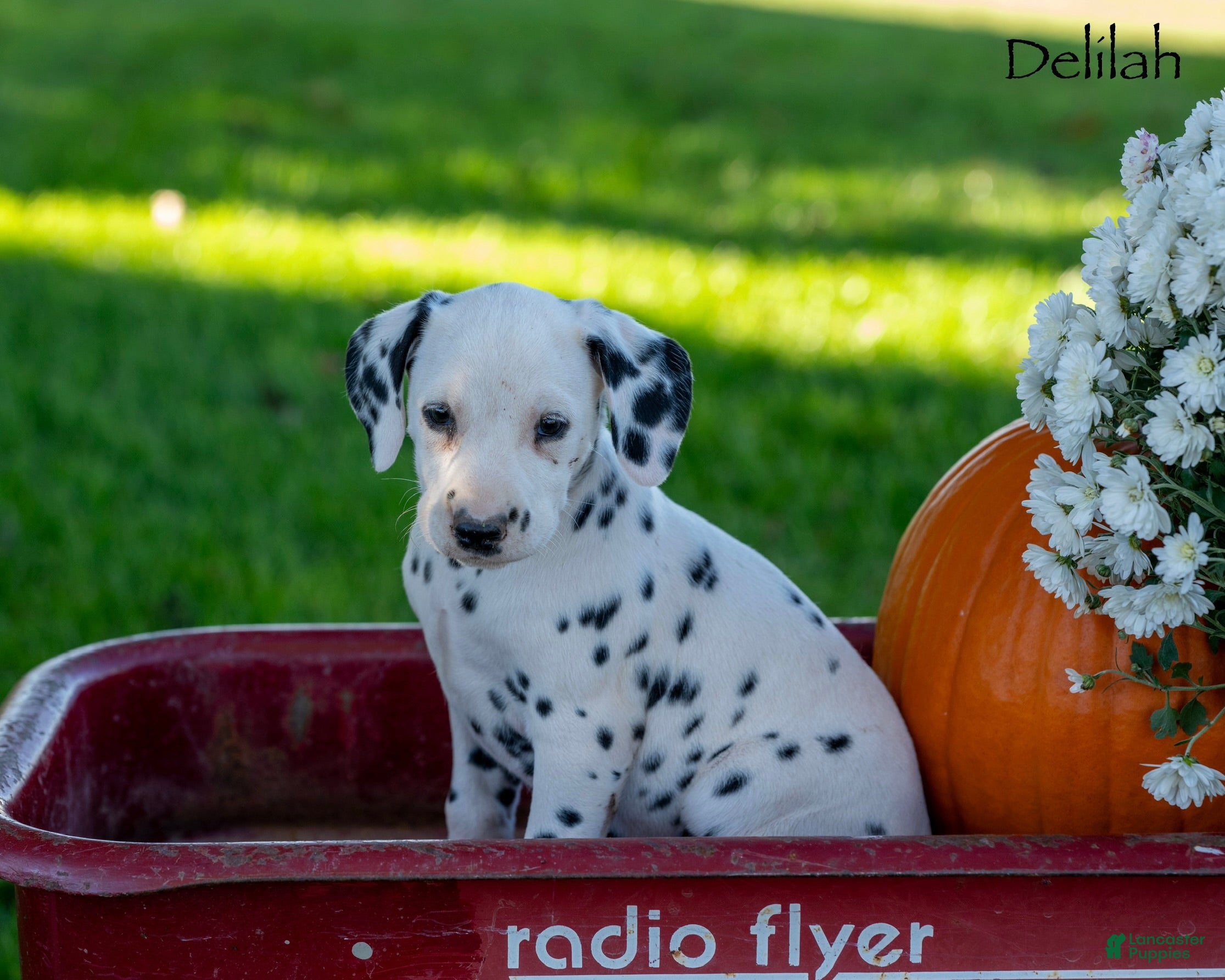Dalmatian dogs Delilah  - Ad 1
