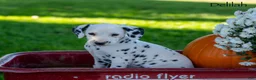 Dalmatian dogs for sale: Delilah  - Ad 1