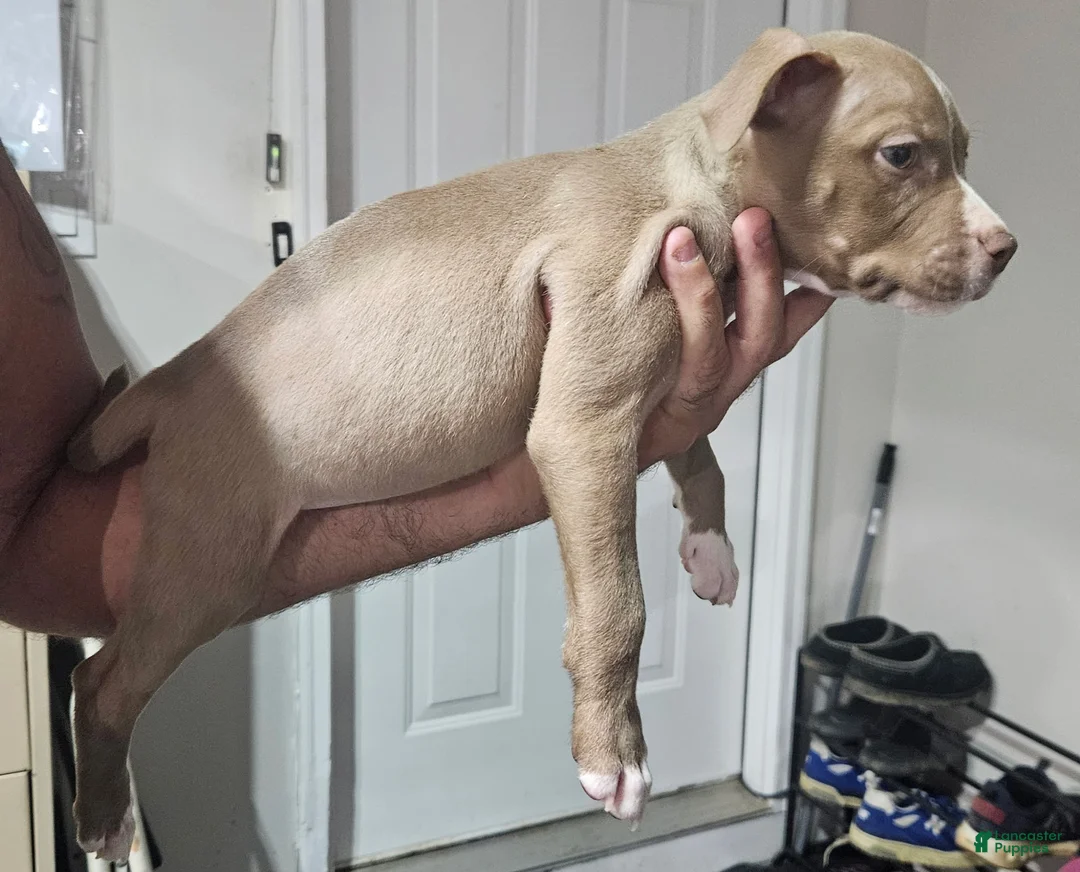 American Staffordshire Terrier dogs for sale: American Staffordshire Terrier 2 chocolate with white socks - Ad 2